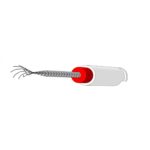 فایل براش فینیشر کانال Dentonic - خرید و قیمت فایل براش فینیشر کانال برند دنتونیک - فروش فایل روتاری - خرید فایل روتاری - خانه الماس